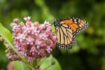 monarch-butterfly_milkweed-plant